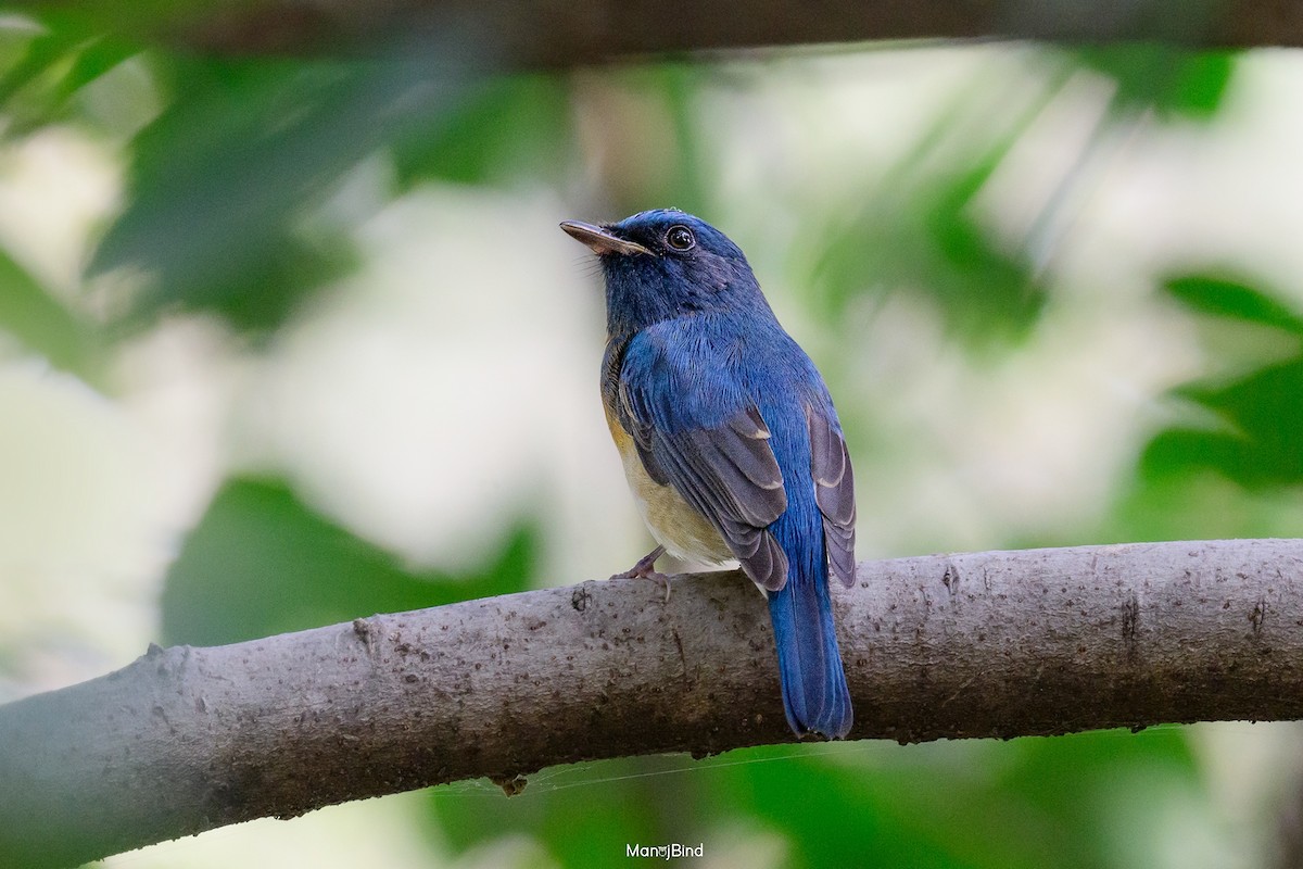 Blue-throated Flycatcher - ML644396114