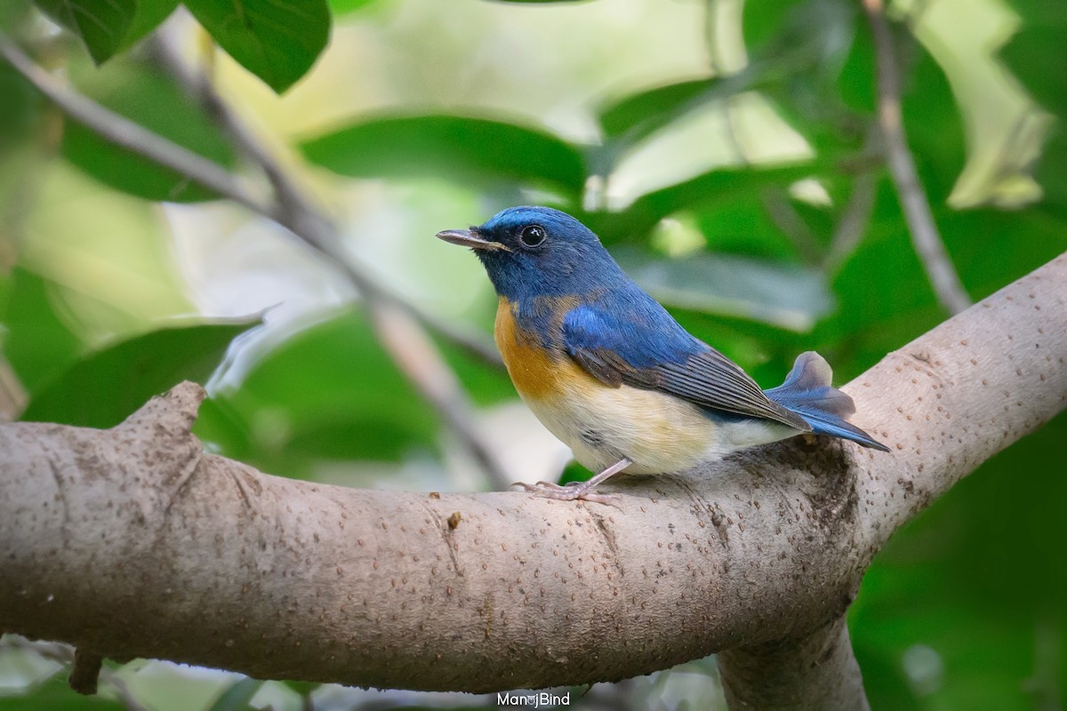Blue-throated Flycatcher - ML644396118