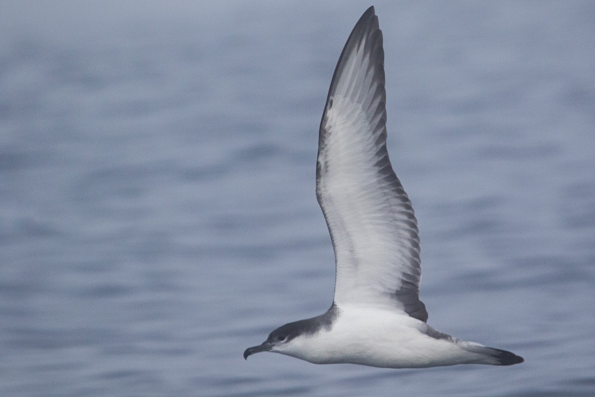 Буллеров буревестник - ML644396124