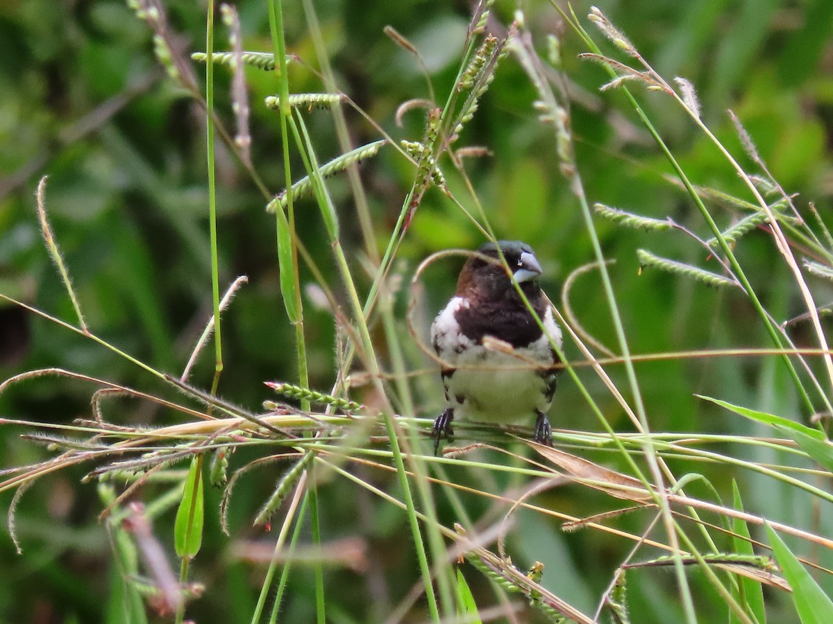 Bronze Mannikin - ML644396133