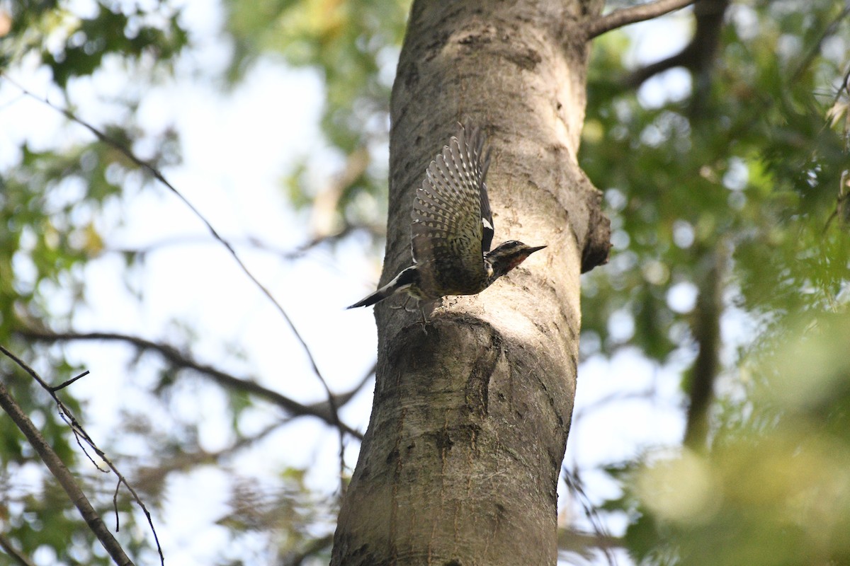 Gelbbauch-Saftlecker - ML644396135