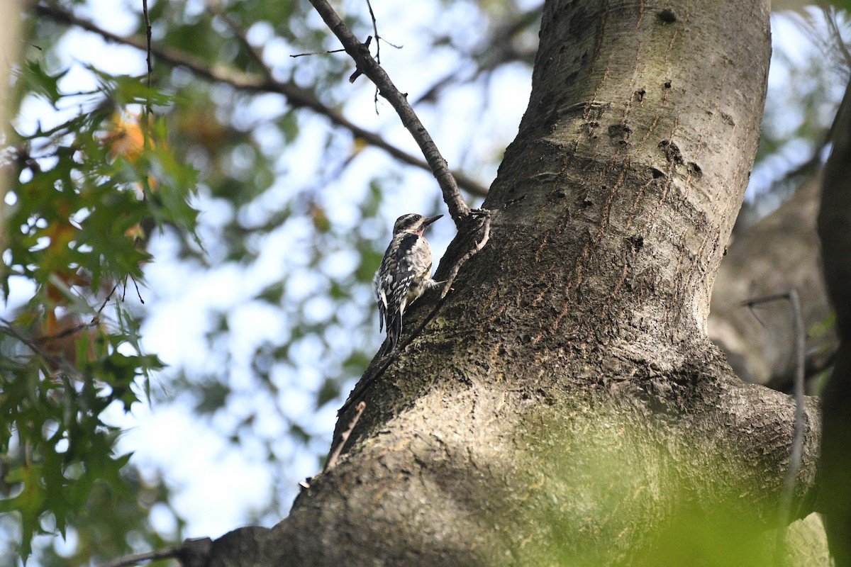 Gelbbauch-Saftlecker - ML644396136