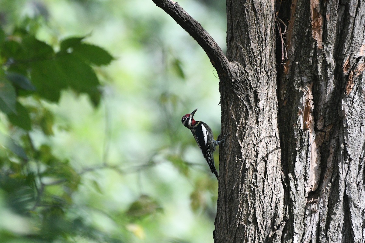 Gelbbauch-Saftlecker - ML644396137