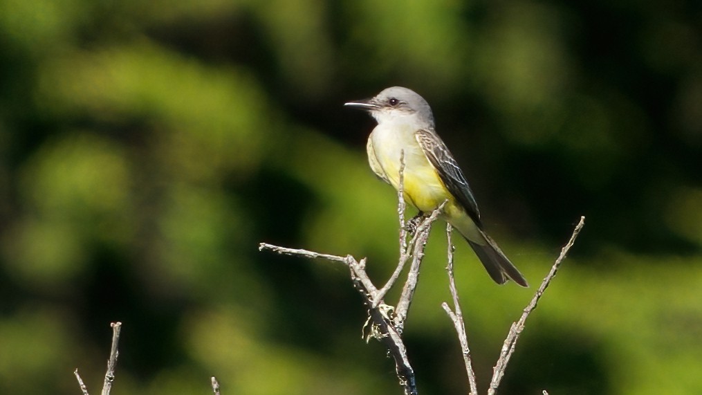 tropekongetyrann - ML644396144