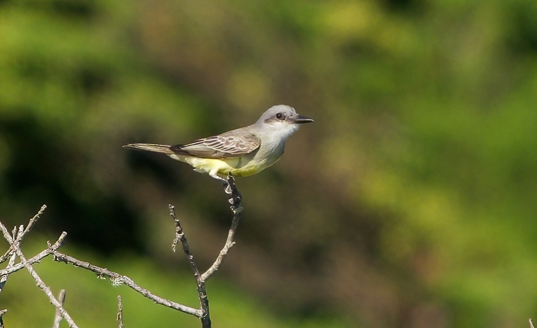 tropekongetyrann - ML644396145