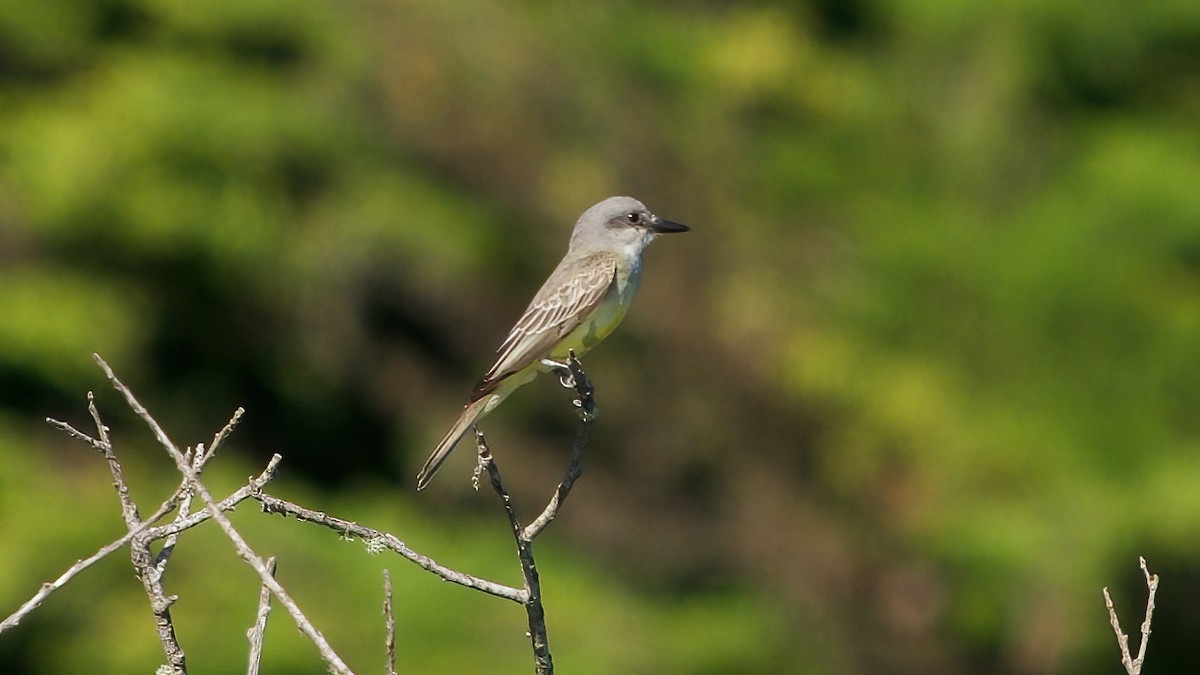 tropekongetyrann - ML644396146