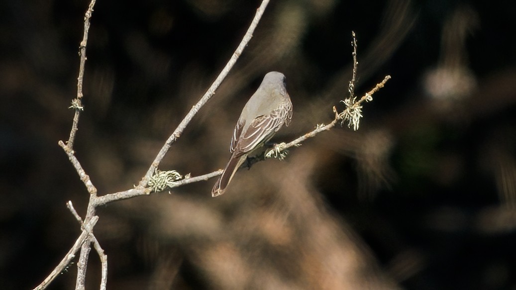 tropekongetyrann - ML644396148