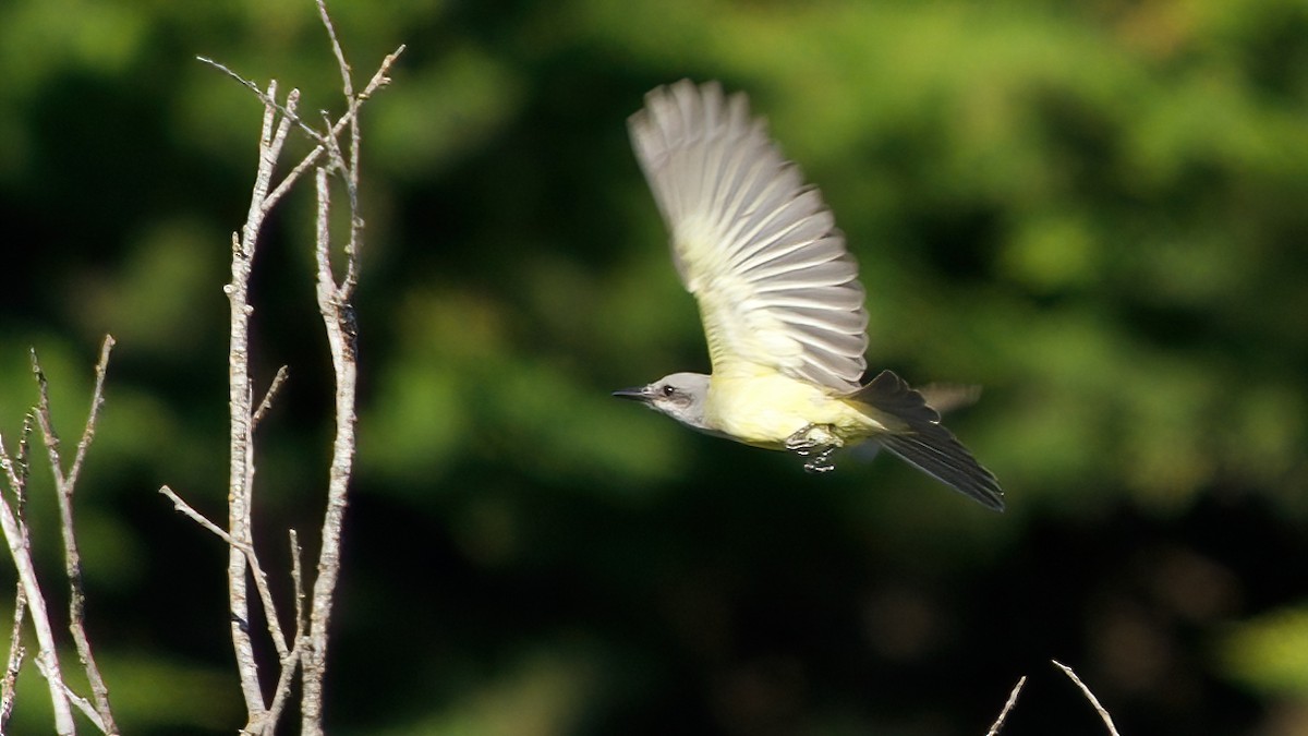 tropekongetyrann - ML644396149