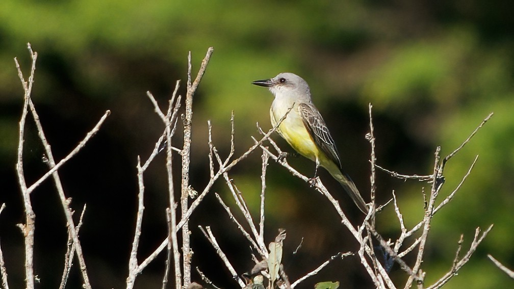 tropekongetyrann - ML644396150