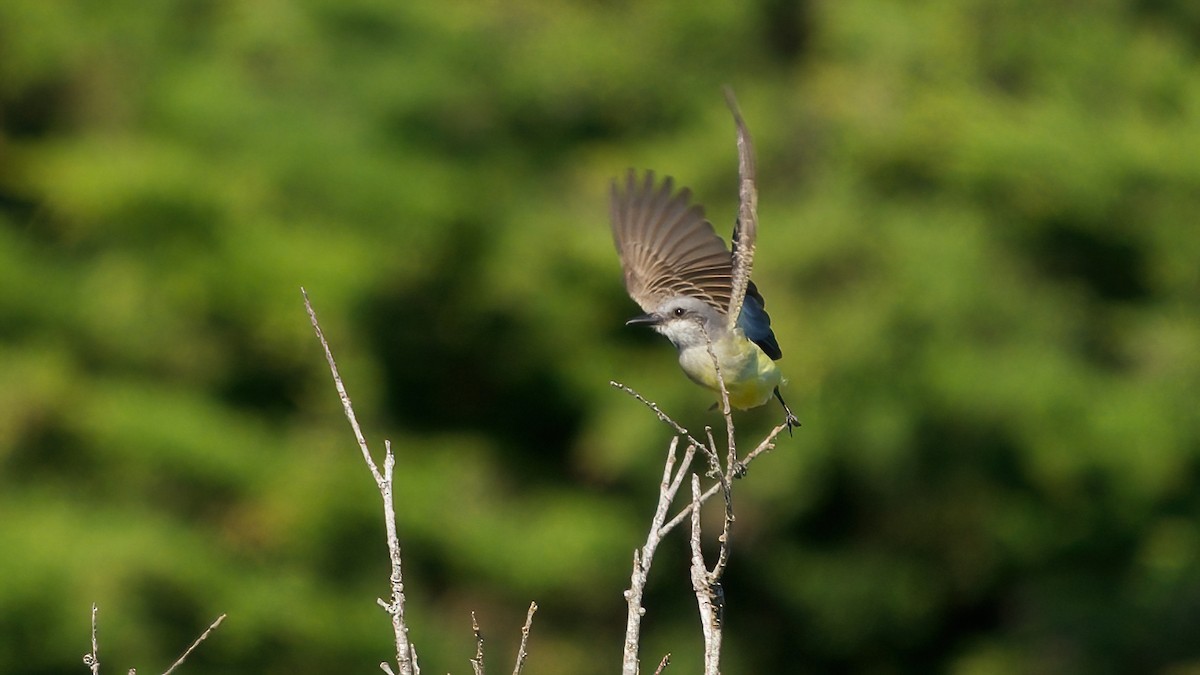 tropekongetyrann - ML644396151