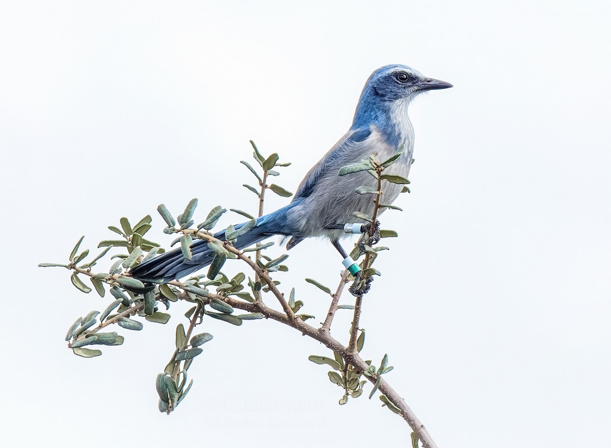 Florida Scrub-Jay - ML644396154