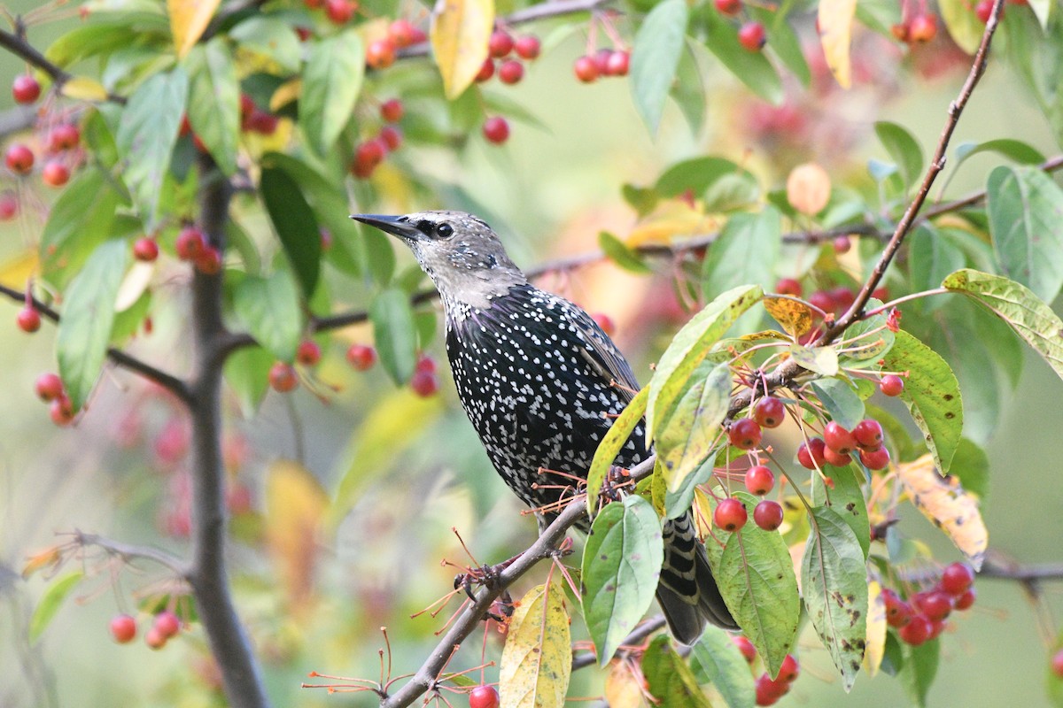Обыкновенный скворец - ML644396164