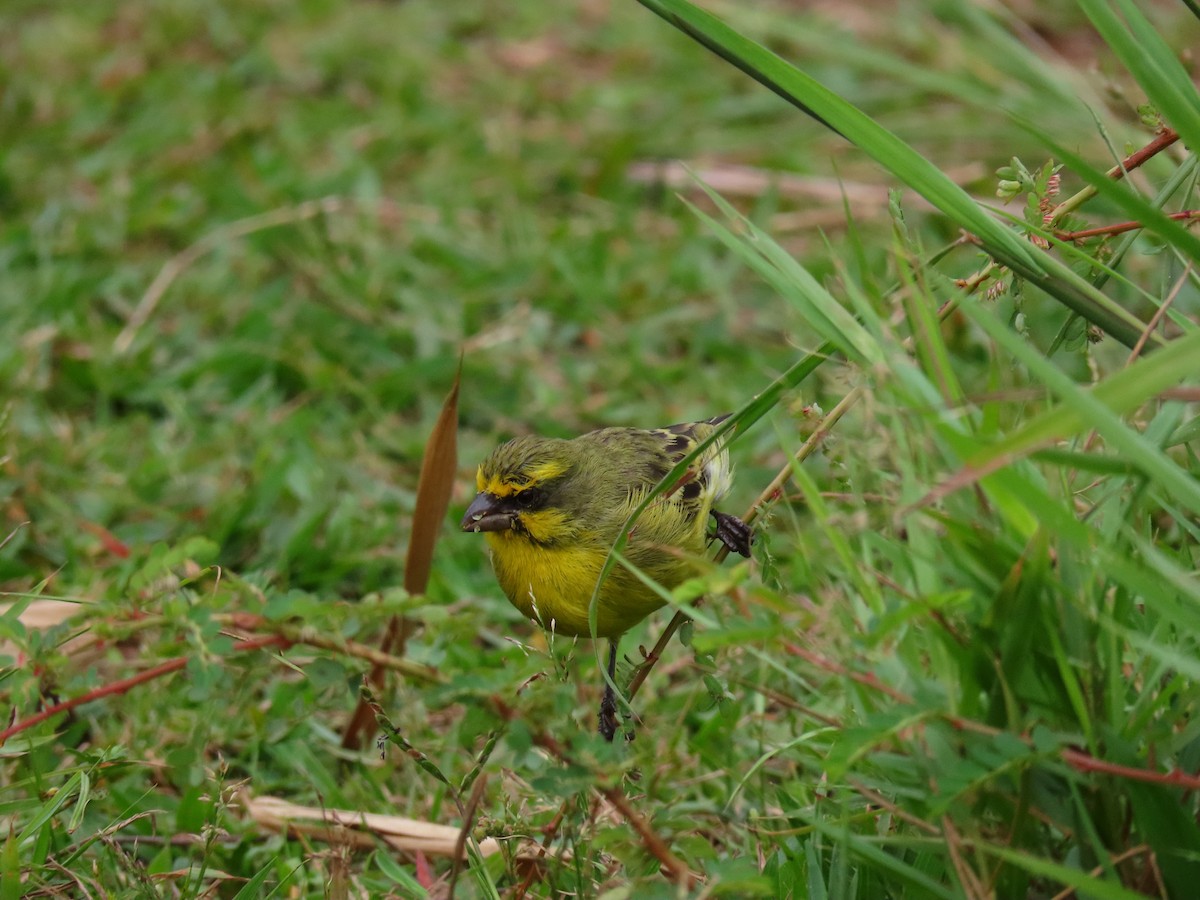 Мозамбикский канареечник - ML644396172