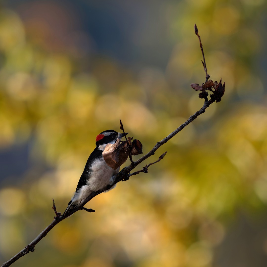 Пушистый дятел - ML644396174