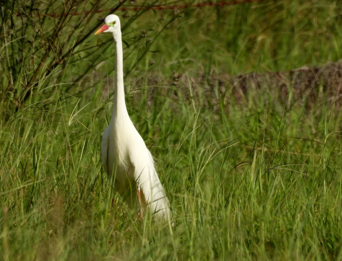 Plumed Egret - ML644396175
