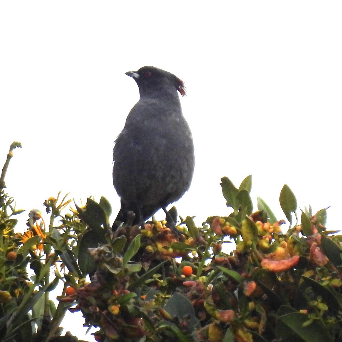 Свиристелевая котинга - ML644396176