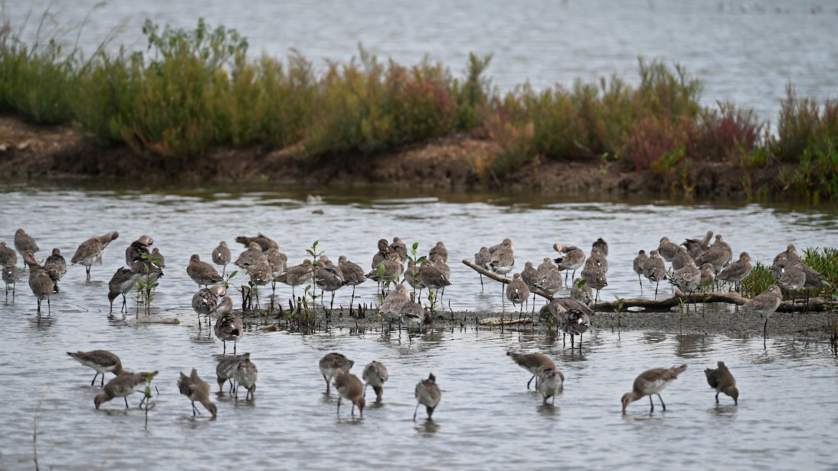 Большой веретенник - ML644396177