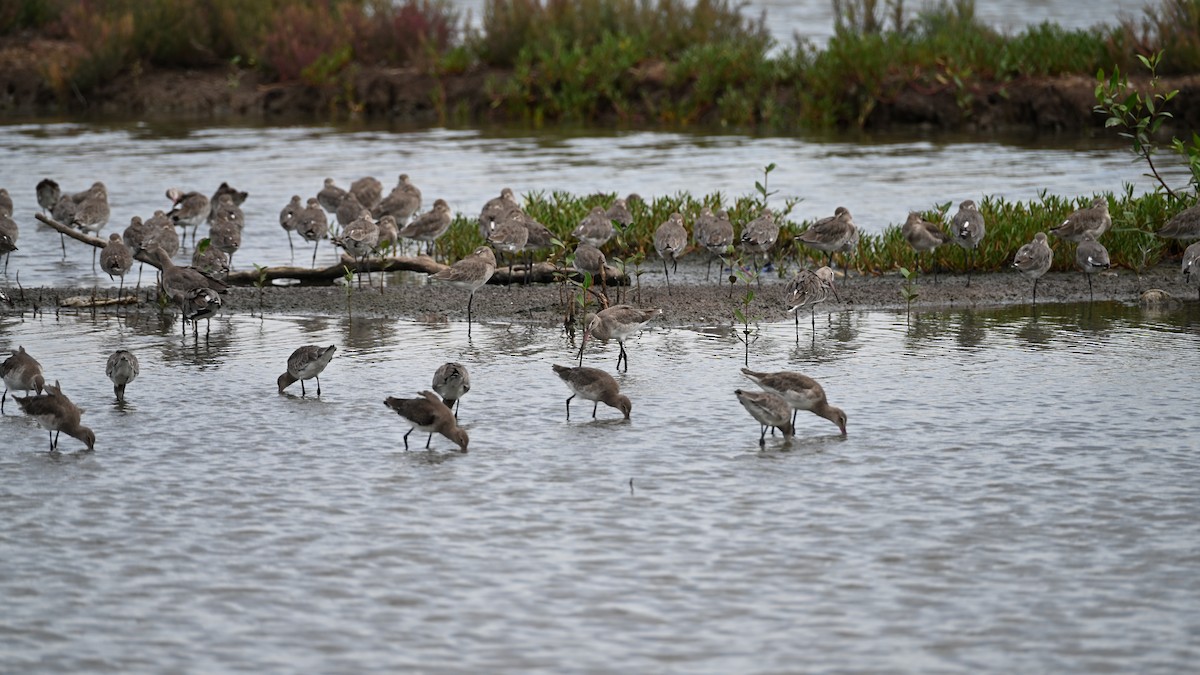 Большой веретенник - ML644396178