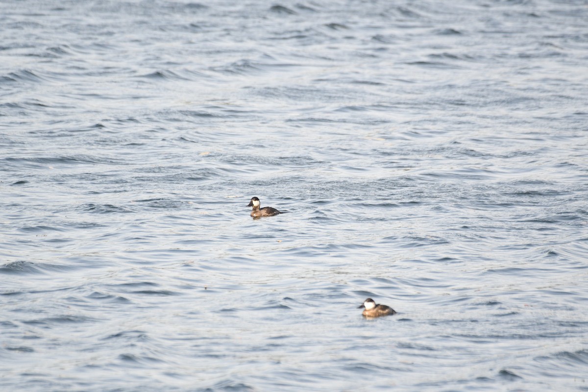 Американская савка - ML644396179