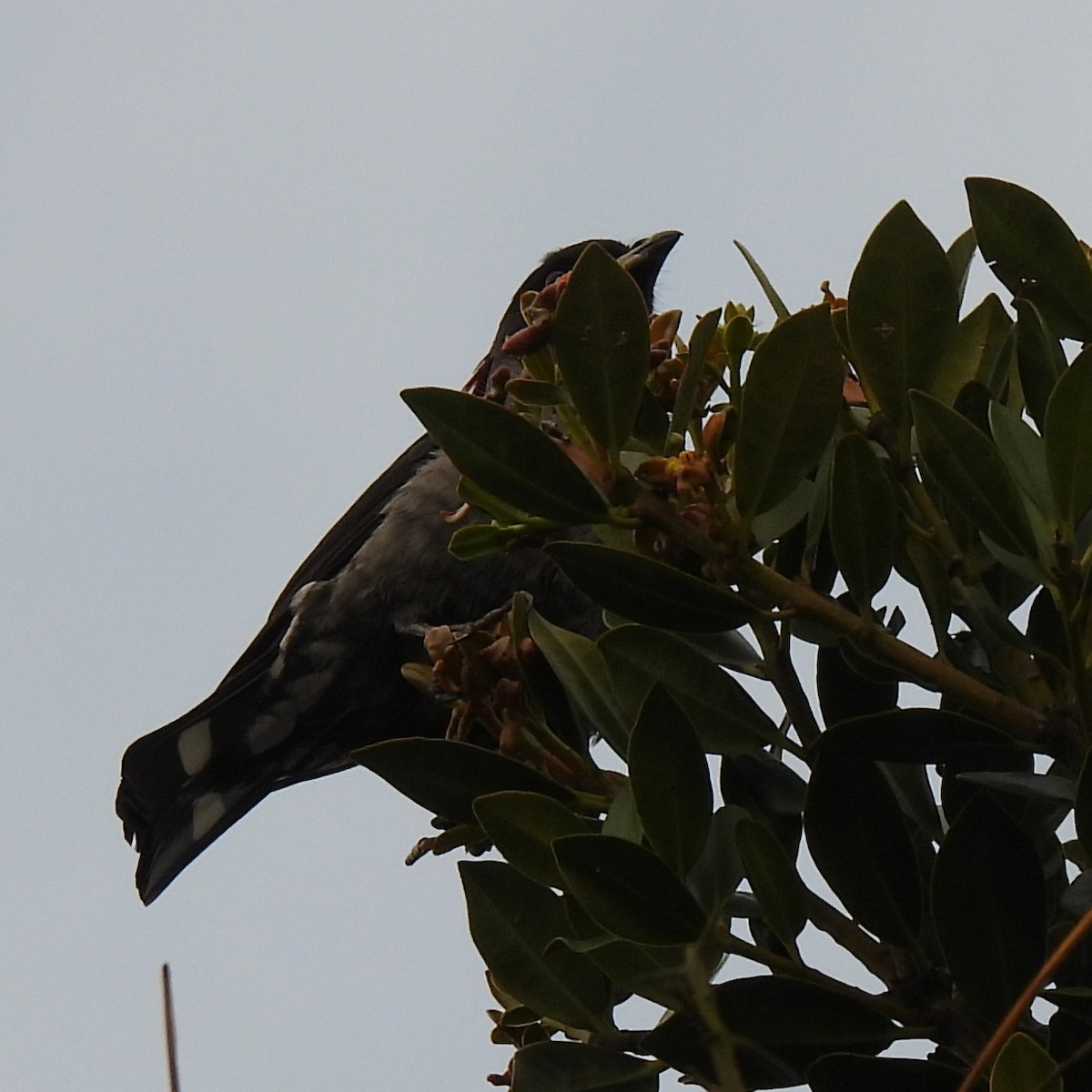 Свиристелевая котинга - ML644396180