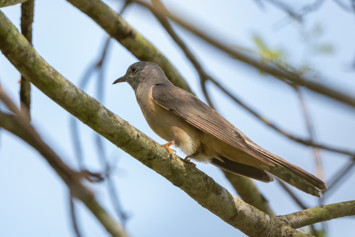 Sahul Brush Cuckoo - ML644396181