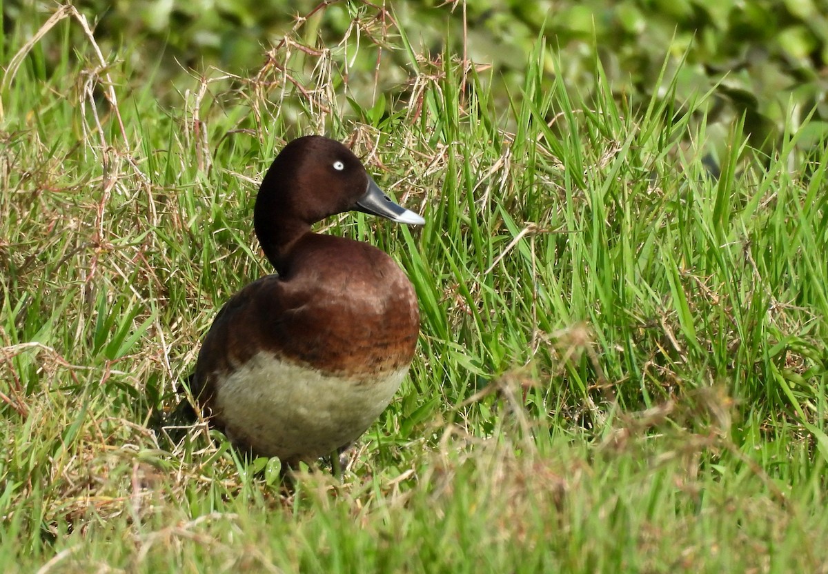 Австралийский нырок - ML644396182