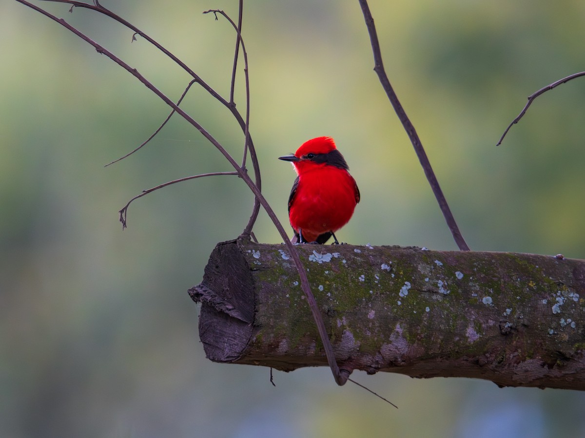 Красный мухолов - ML644396184