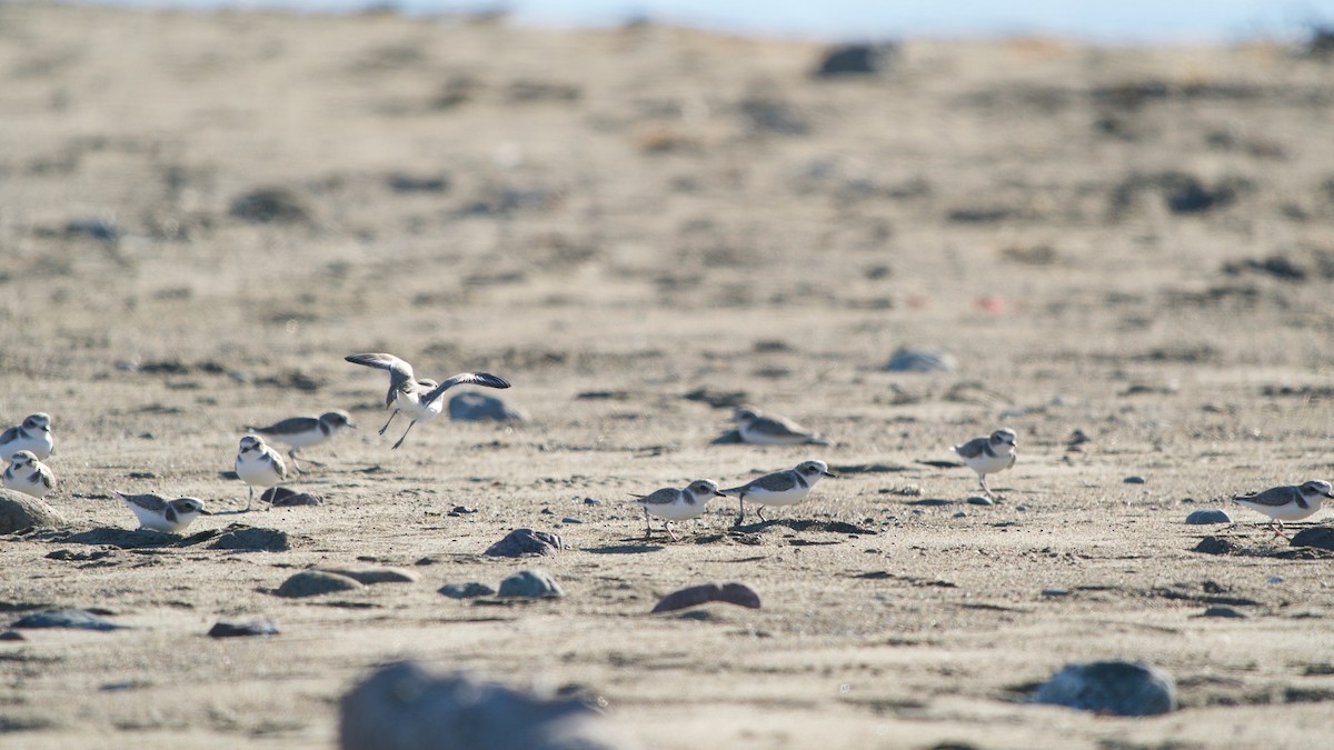 Бледный зуёк - ML644396185