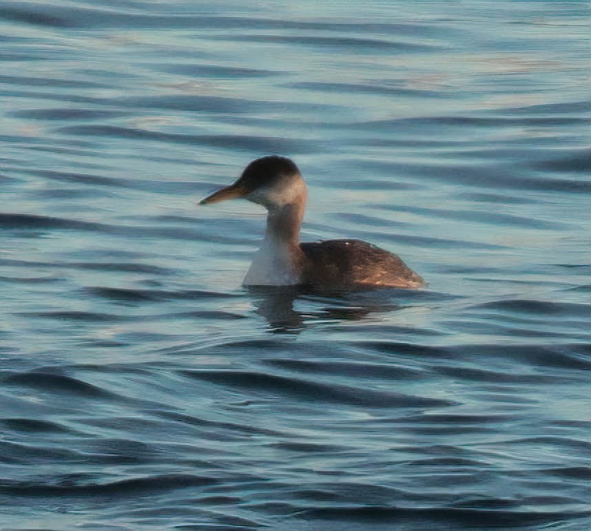 Серощёкая поганка - ML644396186