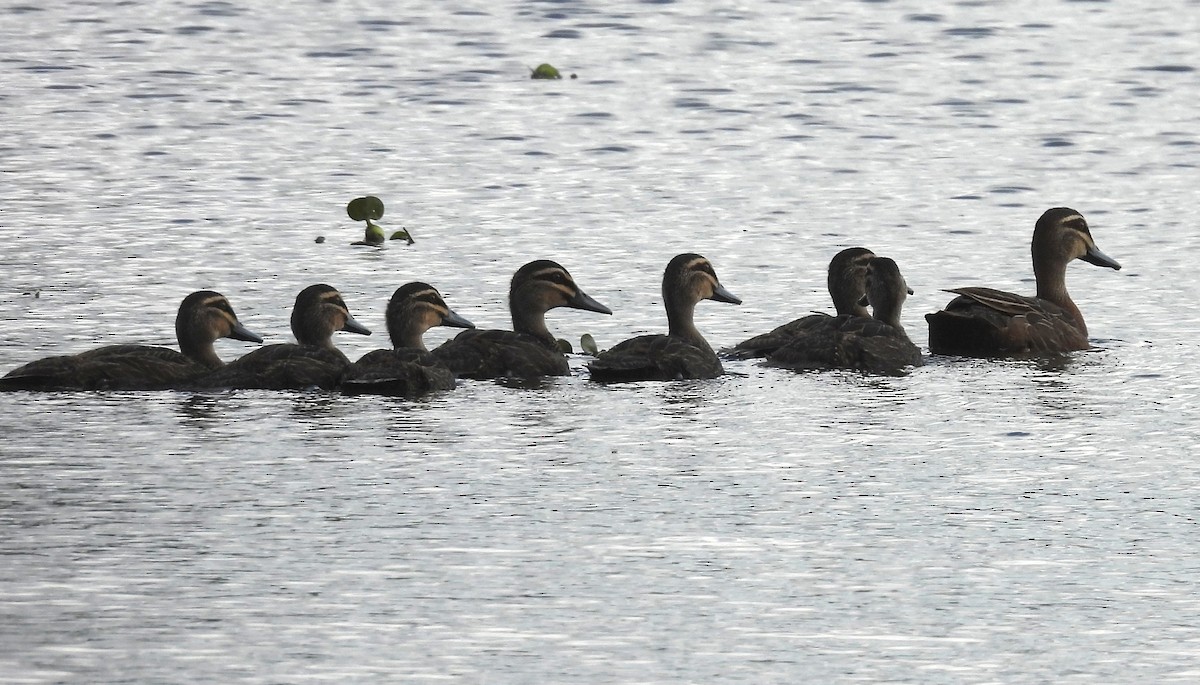 Серая кряква - ML644396187
