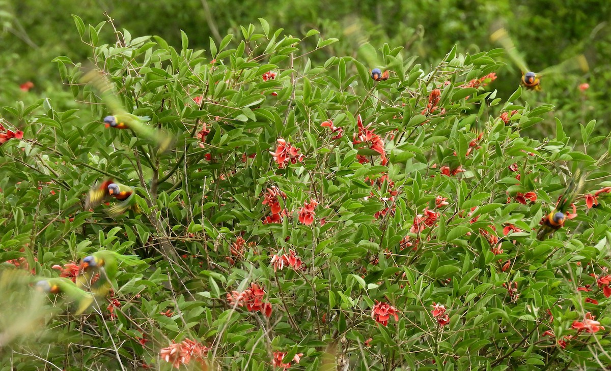 Радужный лорикет - ML644396189