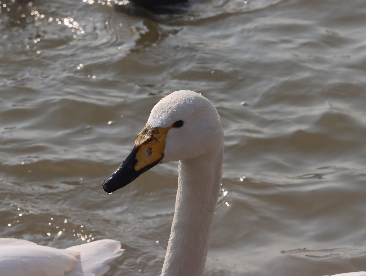 Лебедь-кликун - ML644396190