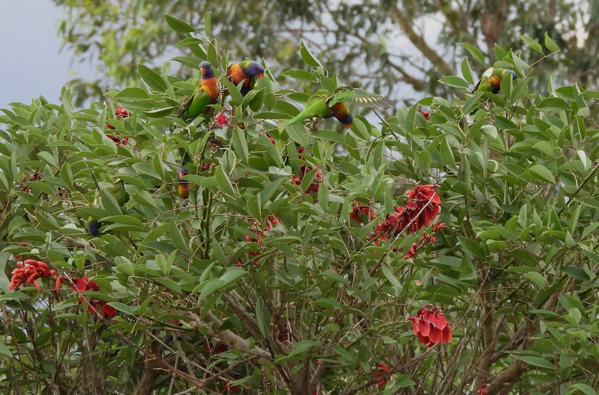 Радужный лорикет - ML644396191