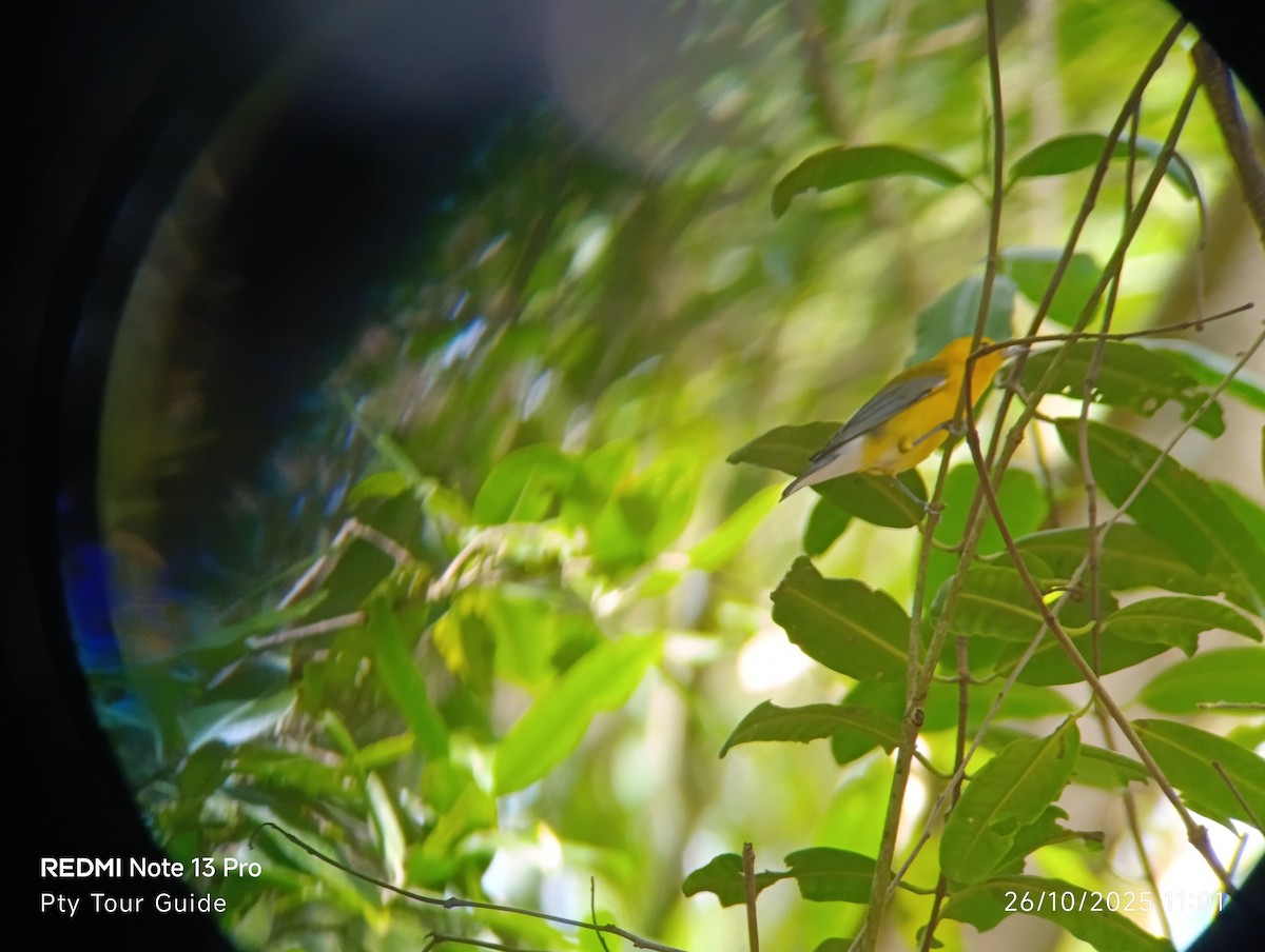 Лимонная червеедка - ML644396192