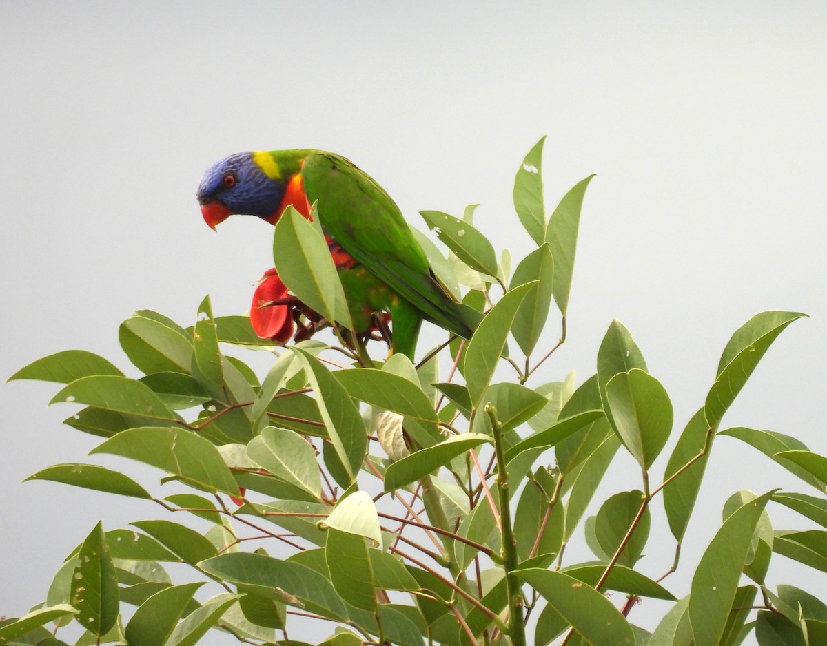 Радужный лорикет - ML644396193