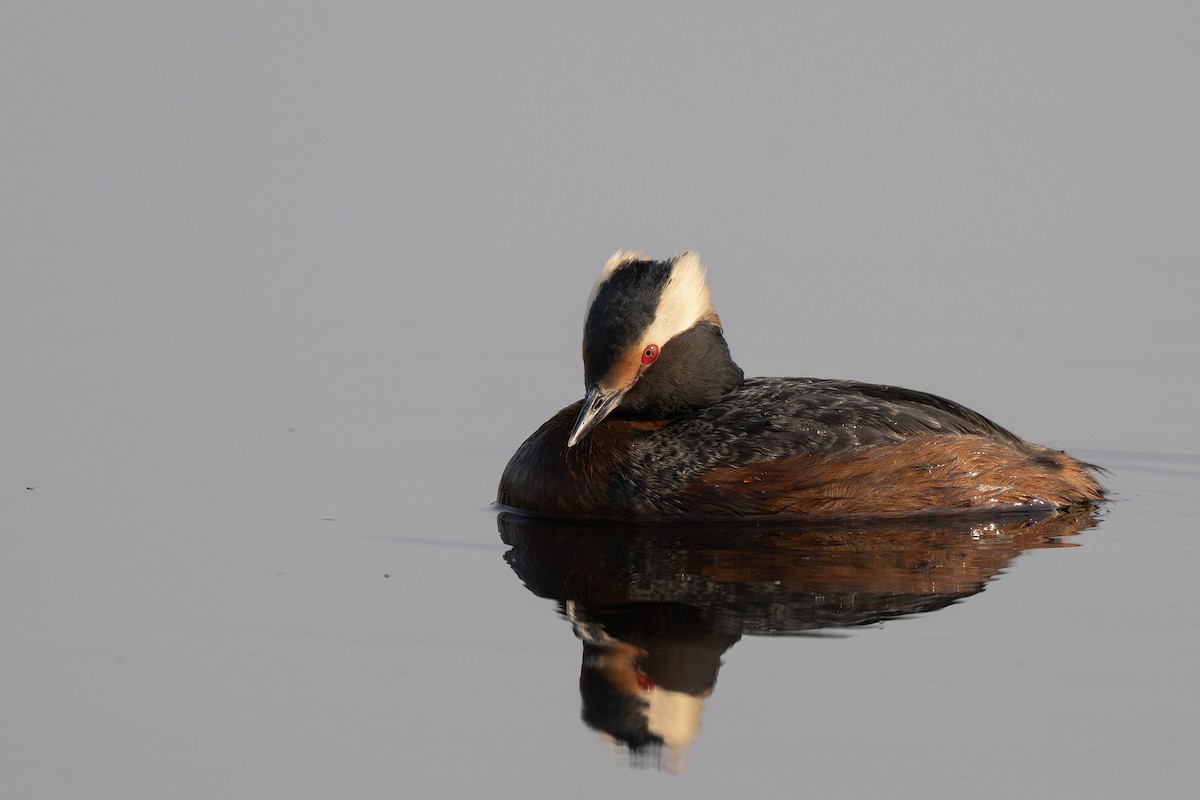 Красношейная поганка - ML644396194