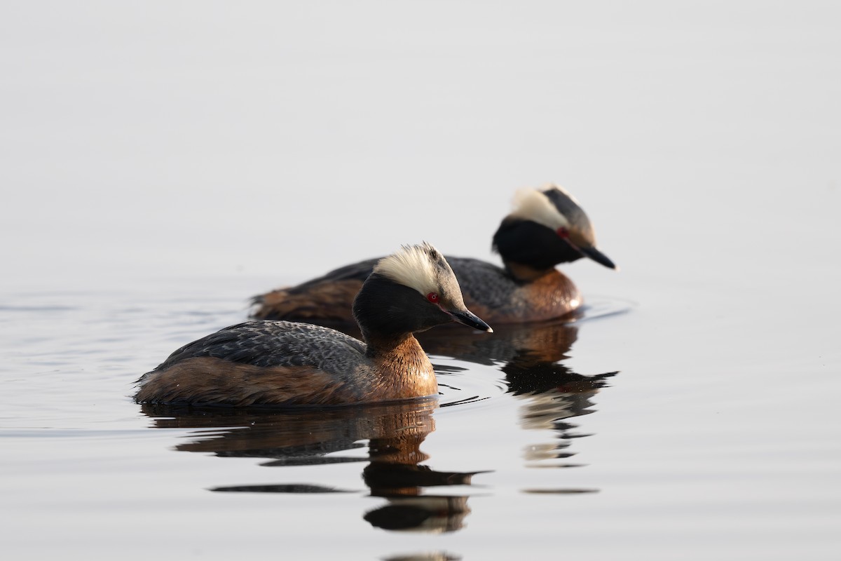 Красношейная поганка - ML644396195