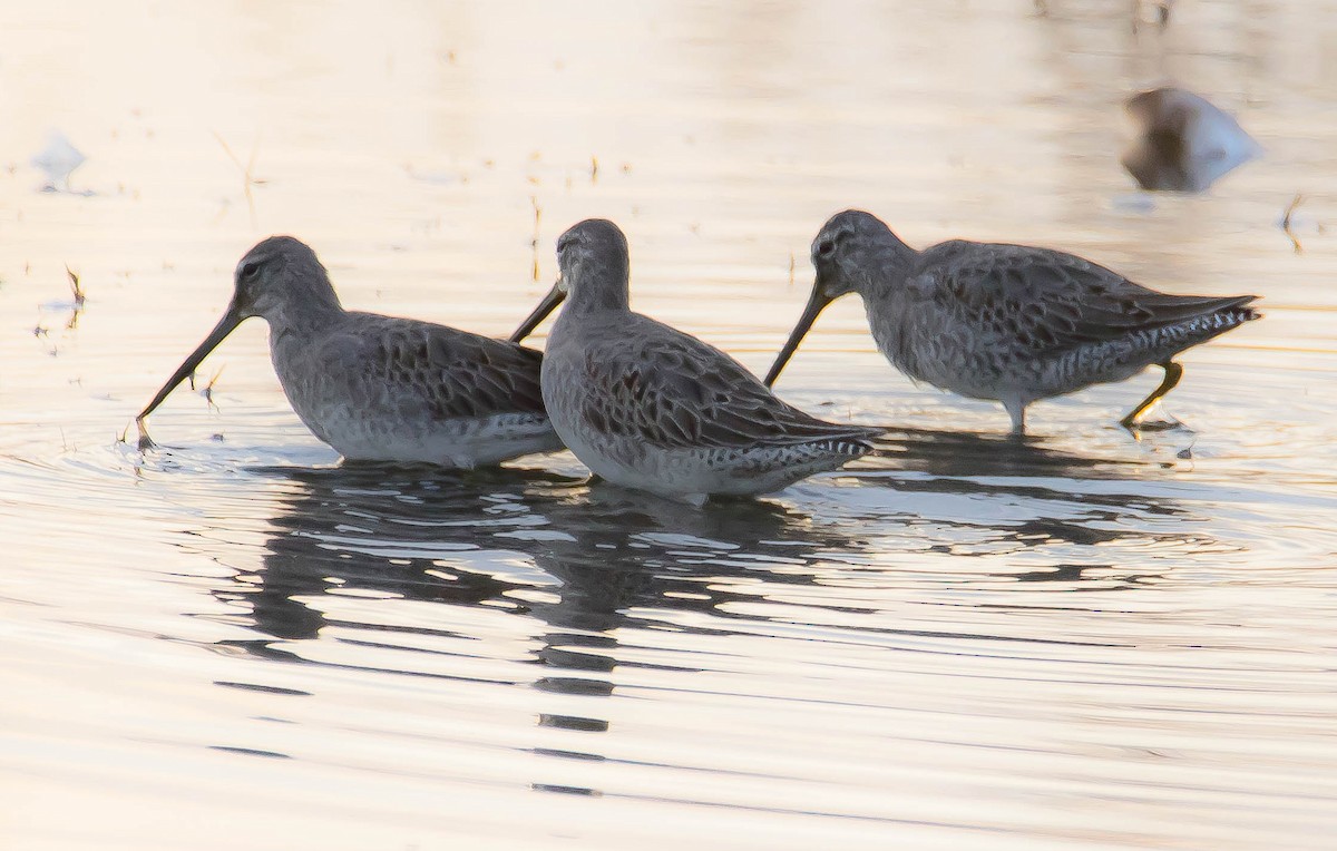 Американский бекасовидный веретенник - ML644396196