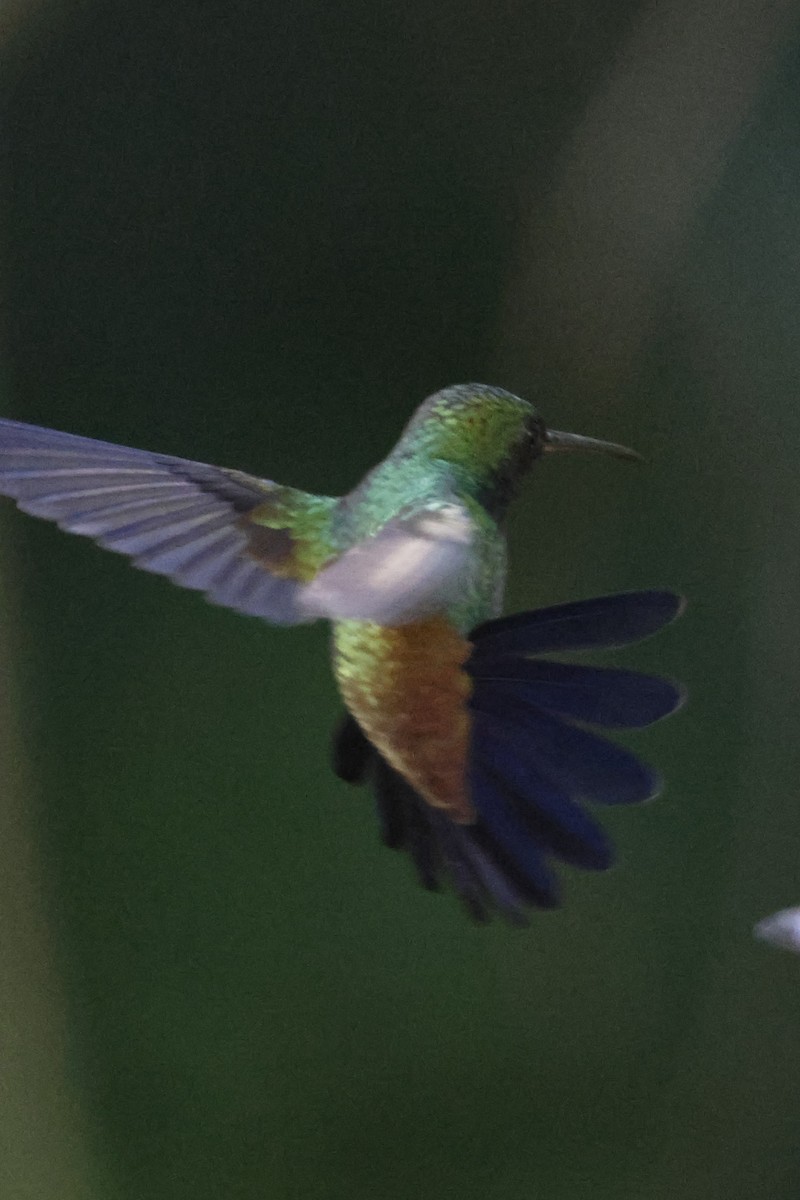 Медноспинная амазилия - ML644396197