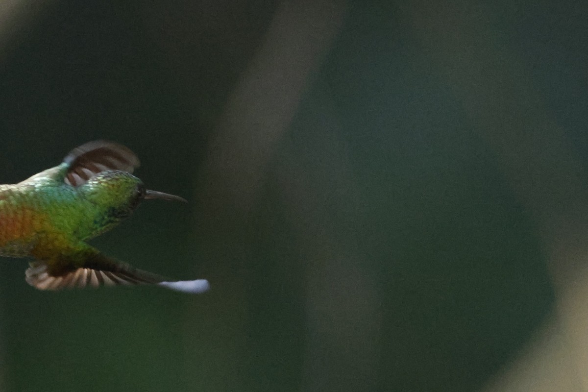 Медноспинная амазилия - ML644396198