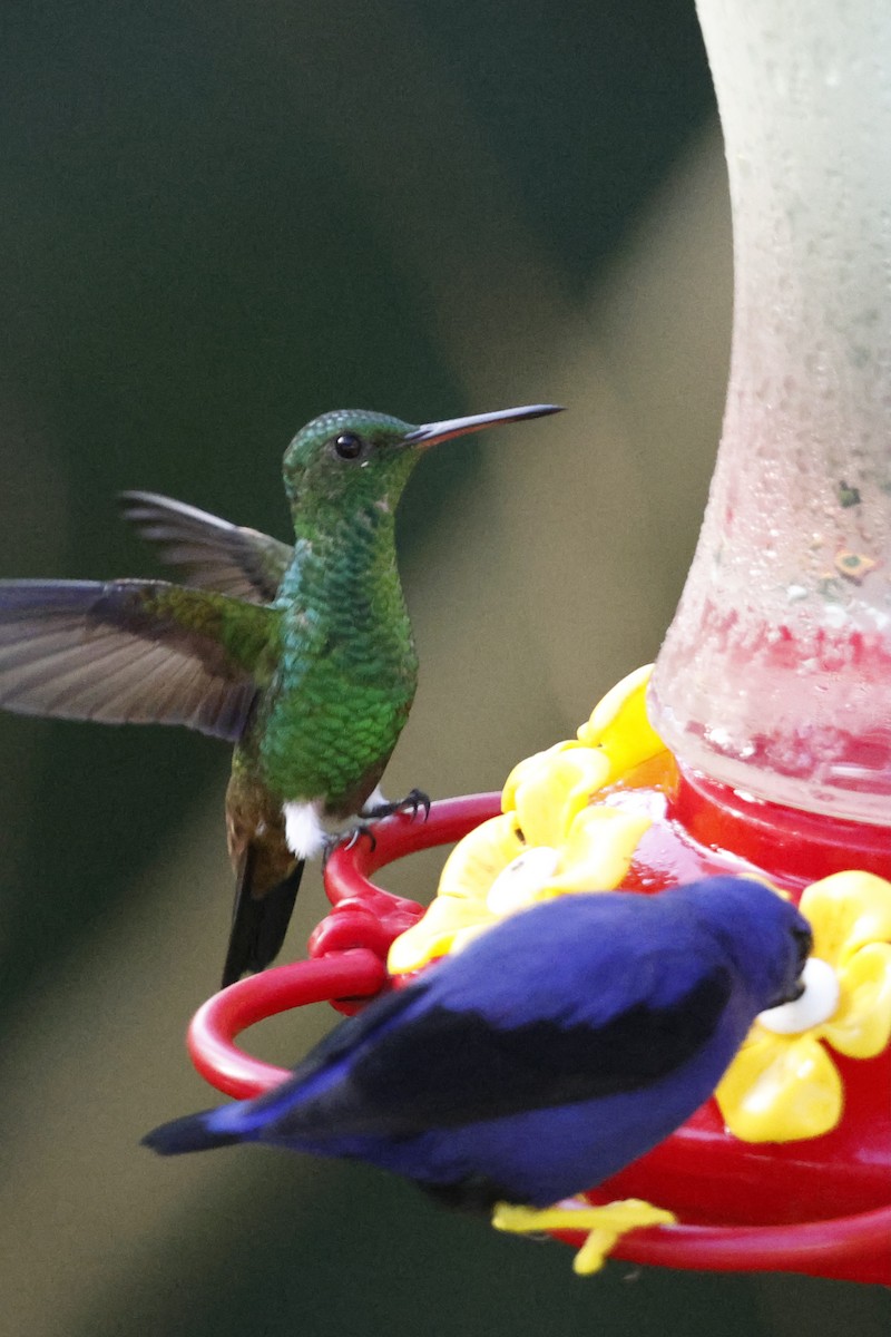 Медноспинная амазилия - ML644396200