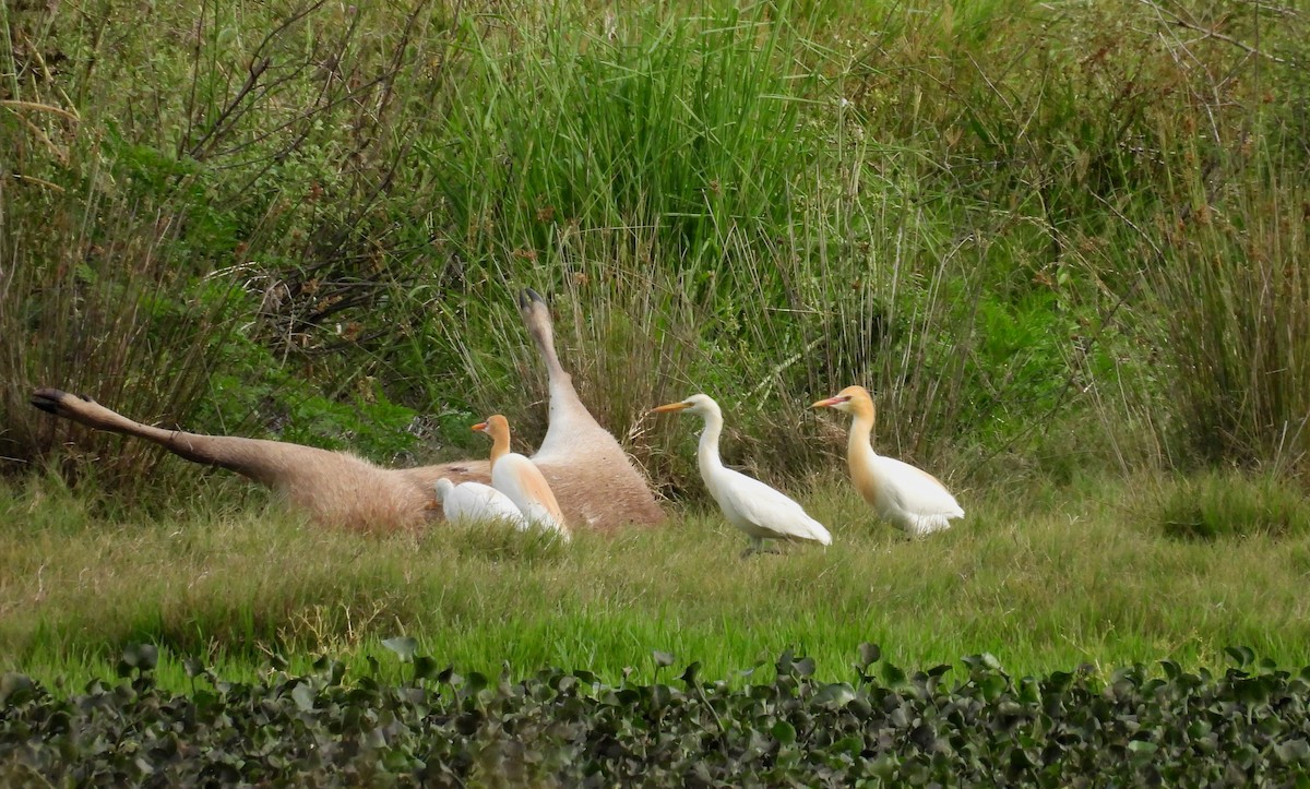 Восточная египетская цапля - ML644396201