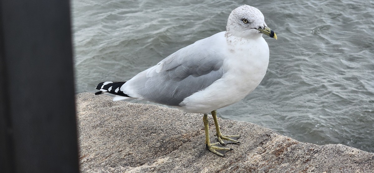 Делавэрская чайка - ML644396202