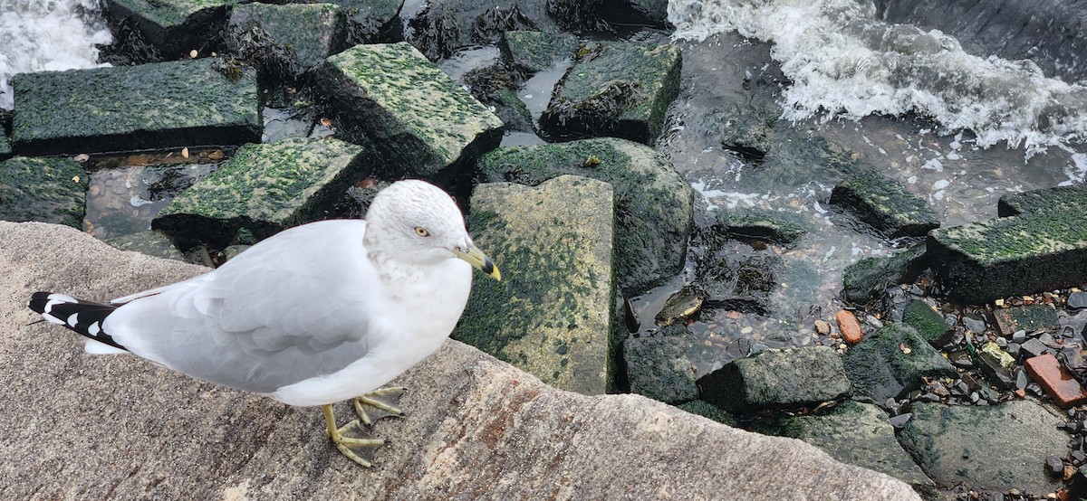 Делавэрская чайка - ML644396203