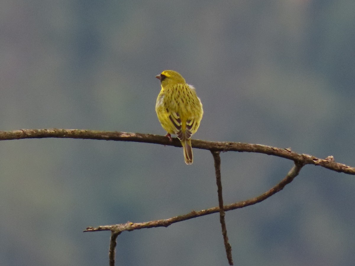 Western Citril - ML644396207