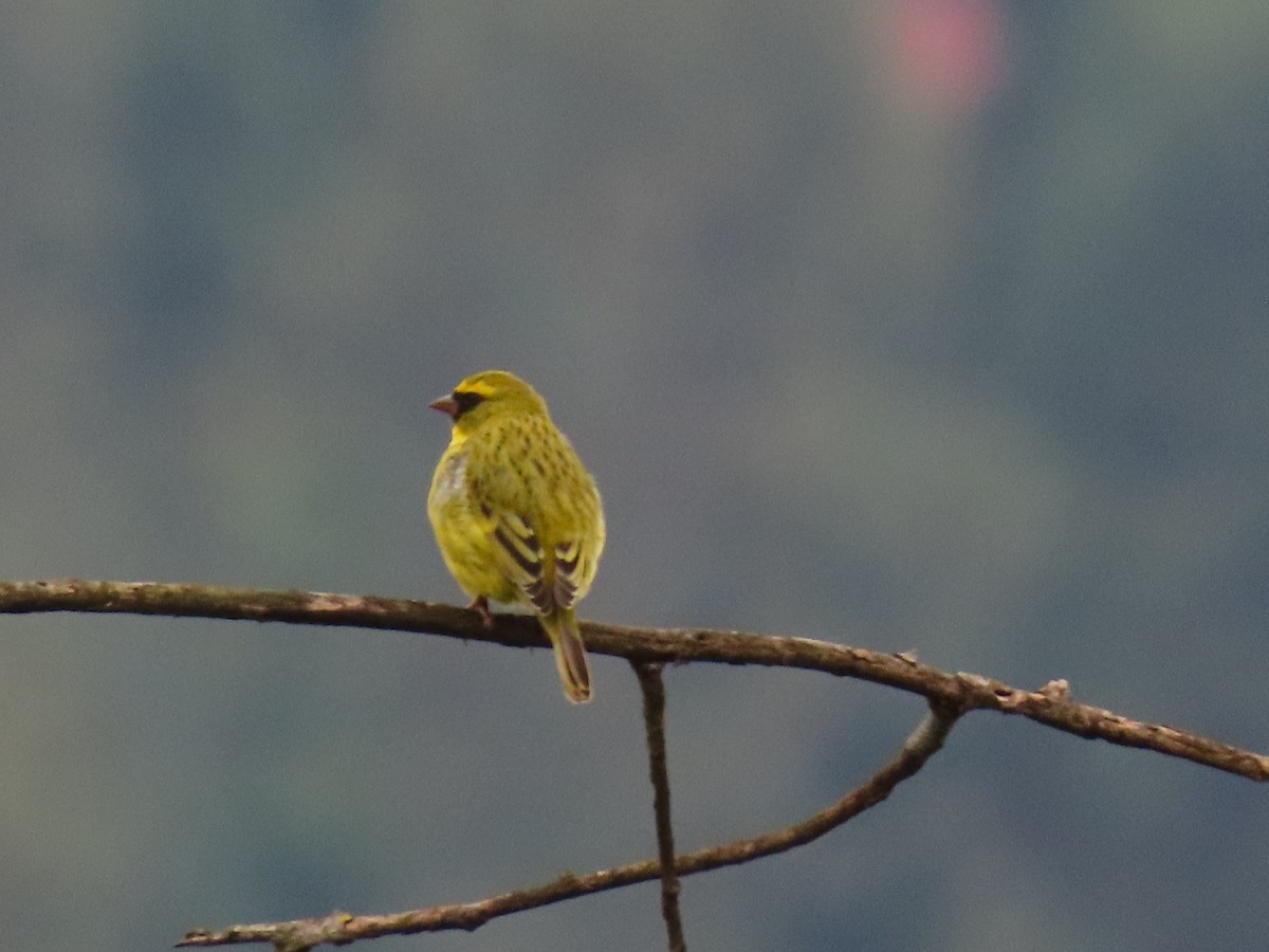 Western Citril - ML644396209