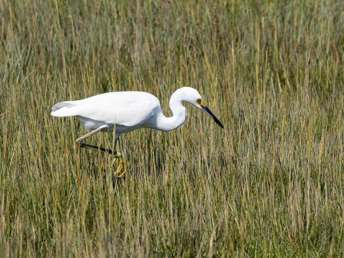 Snowy Egret - ML644396225