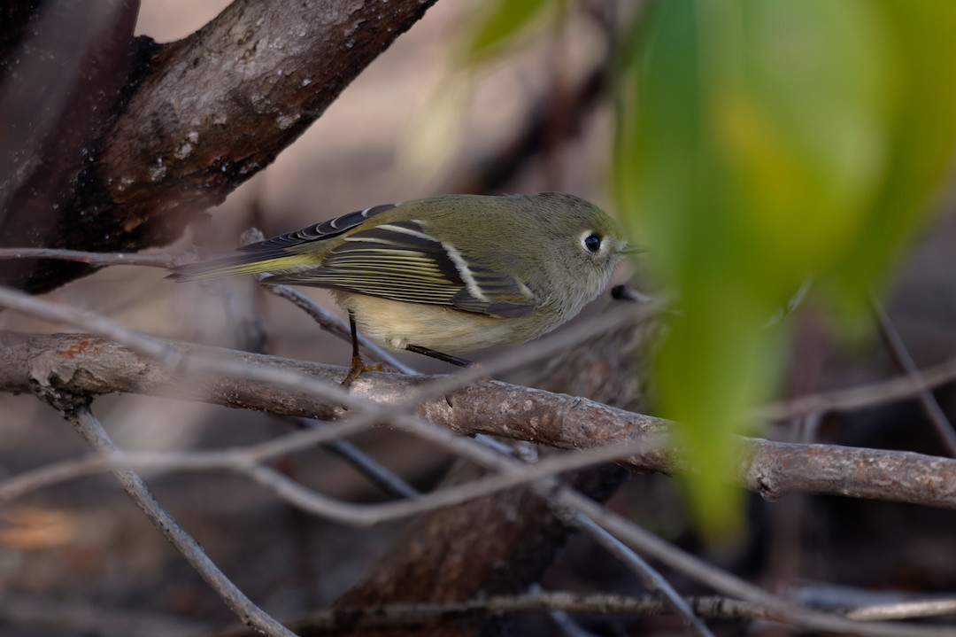 rubinfuglekonge - ML644396227