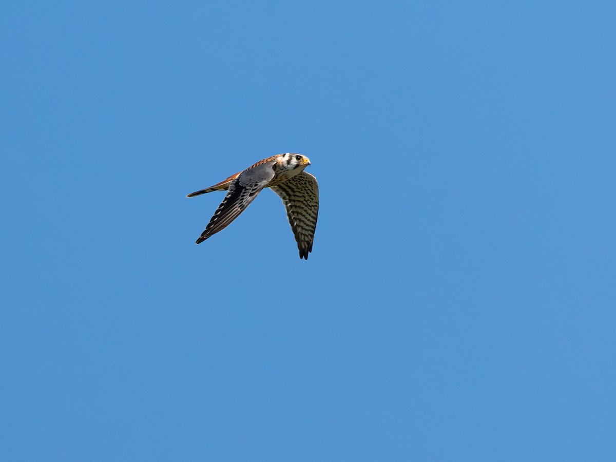 American Kestrel - ML644396229