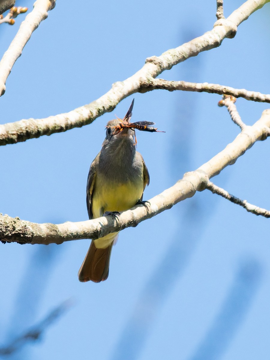 Great Crested Flycatcher - ML644396230